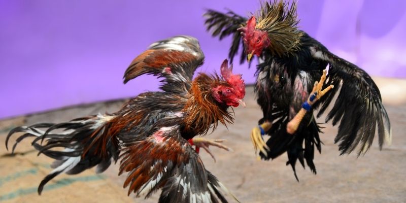 viet jack nổ hũ tiếng anh là gì