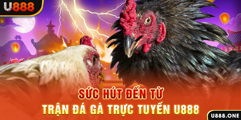 viet jack hòn gà chọi