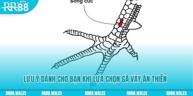 viet jack how to play roulette at casino