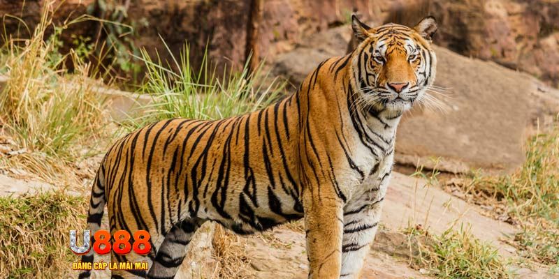 viet jack ban ca vip online