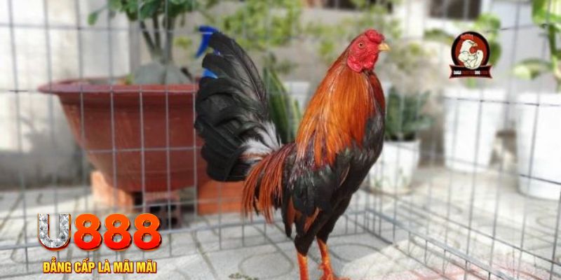 viet jack nổ hũ chơi như thế nào