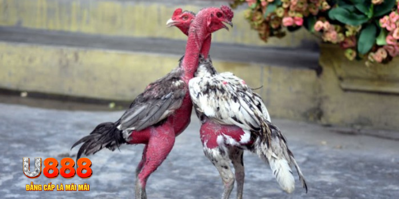 viet jack bàn cầu điểm số tay trước trong baccarat là gì