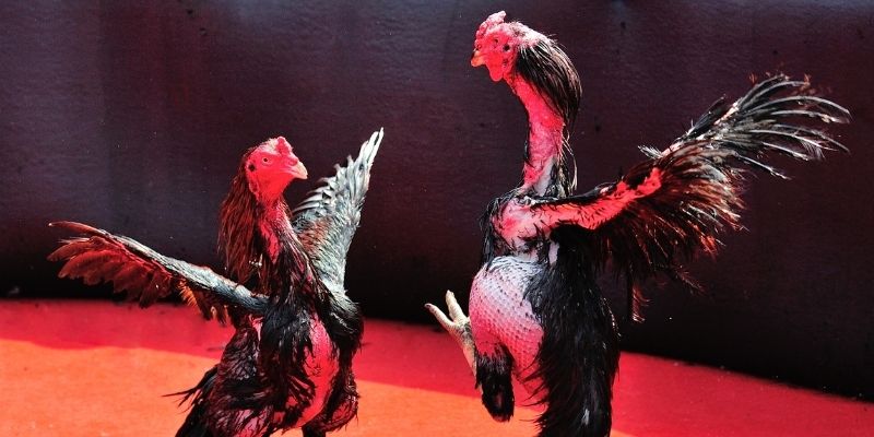 viet jack Spribe Điện Tử